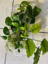 Anubias live freshwater d'occasion  Expédié en Belgium