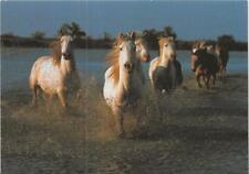 camargue for sale  ALTON