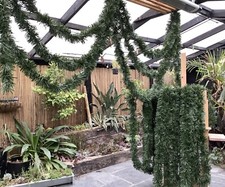 Green garland wide for sale  WESTON-SUPER-MARE