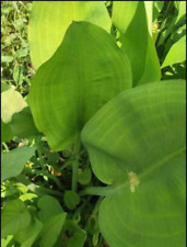 Limnocharis flava seeds for sale  Houston