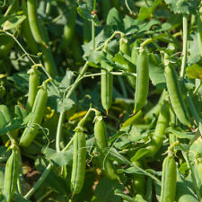 Pea plug plants for sale  NOTTINGHAM