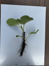 Ficus carica brown for sale  WEMBLEY