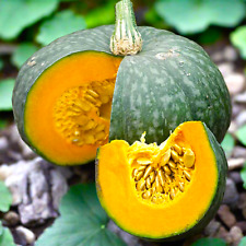 Kabocha seeds japanese for sale  Pittsburgh