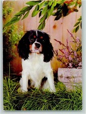 12093523 pekinese ak gebraucht kaufen  Eimeldingen