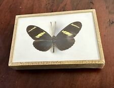 Heliconius real butterfly for sale  Boise