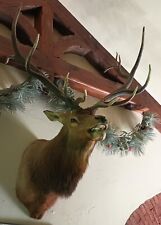 Taxidermy elk shoulder for sale  North Smithfield