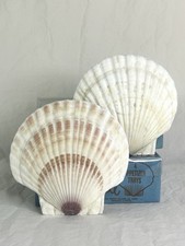 Vintage sea shell for sale  Sahuarita