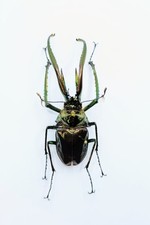 Entomology taxidermy chiasogna usato  Roma