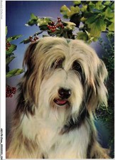 Akvp9 0712 chien d'occasion  France