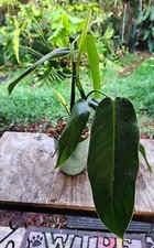 Philodendron lehmannii plant for sale  Hollywood
