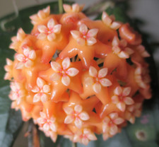 Hoya persicina gebraucht kaufen  Seifhennersdorf