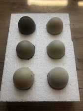 Call duck eggs for sale  TELFORD
