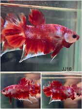 Male betta live for sale  Clemmons