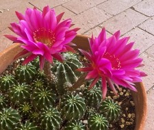 Easter lily echinopsis for sale  Tucson
