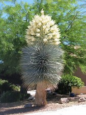 Graines yucca rigida d'occasion  Plessala