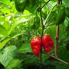 Ghost pepper seeds for sale  Philadelphia