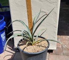 Yucca torreyi torrey for sale  Chandler