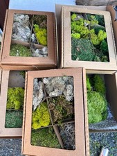 Preserved moss crafts for sale  Grantsburg