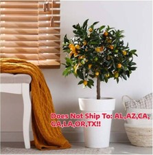Meiwa sweet kumquat for sale  Vero Beach