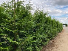 Thuja plicata gelderland for sale  KING'S LYNN