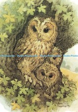 D249849 tawny owl for sale  WARLINGHAM