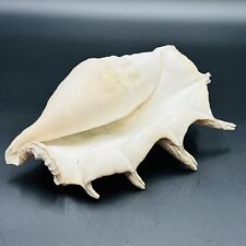 Giant spider conch for sale Giant spider conch for sale  Willow Grove