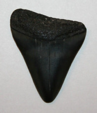 Haizahn zahn megalodon gebraucht kaufen  Hohenwestedt