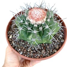 Melocactus bahiensis subs. d'occasion  Expédié en France