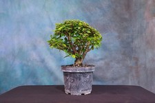 nursery trees for sale nursery trees for sale North Fort Myers