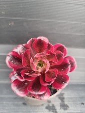 aeonium for sale aeonium for sale KILMARNOCK