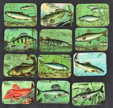 Freshwater sea fish d'occasion  Expédié en Belgium