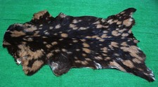 Goat western taxidermy for sale  Taylor