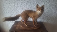 renard empaille d'occasion  Decazeville