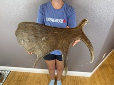 Shiras moose shed for sale  Moscow