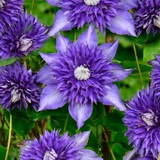 Clematis multiblue blue for sale  UK