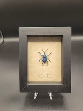 Taxidermy beetle bug for sale  Austin