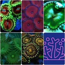 zoas wysiwyg for sale zoas wysiwyg for sale UK