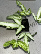 Pteris cretica albo for sale  Eustis
