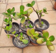 Vaso crassula ovata usato  Barcellona Pozzo di Gotto