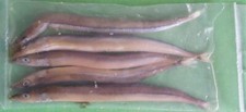 Preserved sea fishing for sale  GLENROTHES