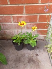 coreopsis for sale coreopsis for sale SOUTHAMPTON