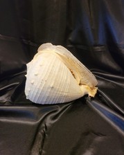 Emperor king queen for sale  North Fort Myers