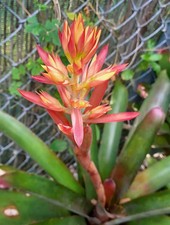 Buy save bromeliad for sale  Miami
