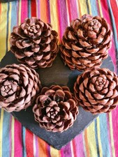 Giant pinecones craft for sale  BRISTOL