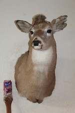 Whitetail deer head for sale  Brandon