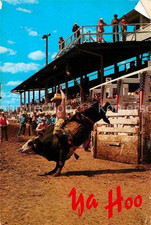 Cheyenne wyoming bull gebraucht kaufen  Deutschland