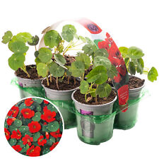 Bedding plants nasturtium for sale  UK