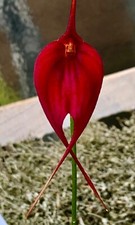 Masdevallia red dancer usato  Spedire a Italy
