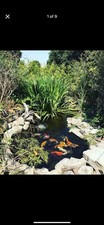 Large professional koi for sale  BOURNEMOUTH
