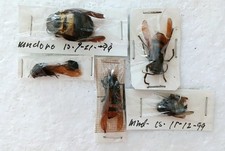 Wasp hornet bee for sale  SLEAFORD